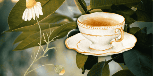 Quali sono i benefici del bere il tè alle foglie di guava con la camomilla?