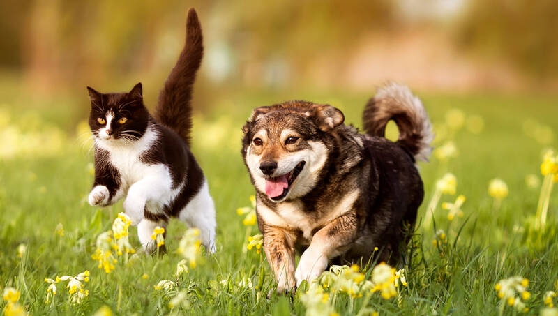 Movimento animali: i cani progettano, i gatti sperimentano