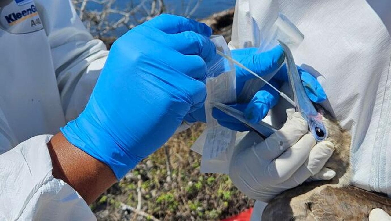 Птичий грипп: небольшой штамм может спровоцировать пандемию